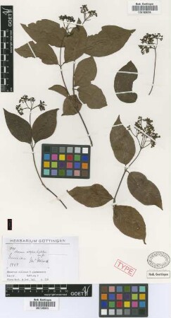 Viburnum villosum Sw. var. Griseb. glabrescens