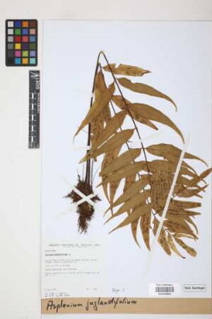 Asplenium juglandifolium Lam.