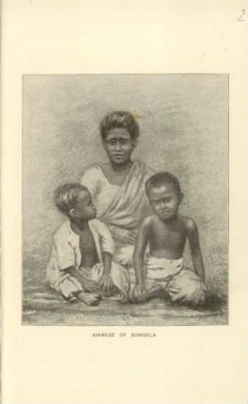 Siamese of Sungkla