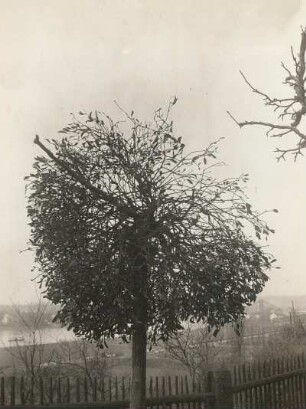 Weißbeerige Mistel (Weiße Mistel, Viscum album L.), Laubholzform