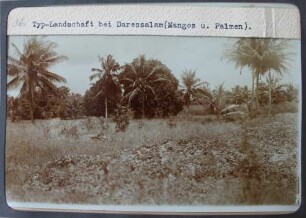 Typ.-Landschaft bei Daressalam (Mangos u. Palmen)