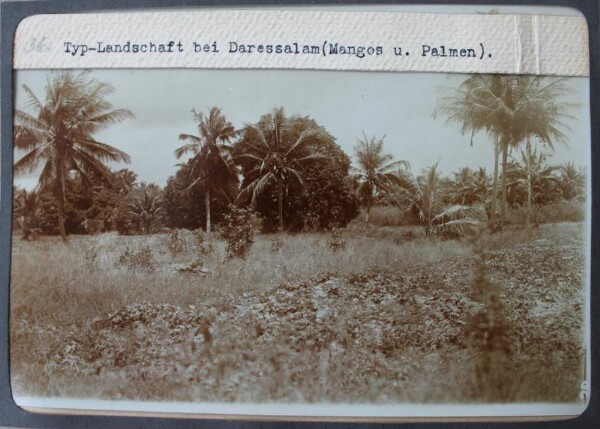 Typ.-Landschaft bei Daressalam (Mangos u. Palmen)