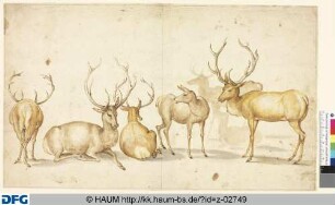 Sechs Hirsche