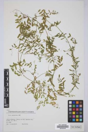 Vicia capreolata Lowe