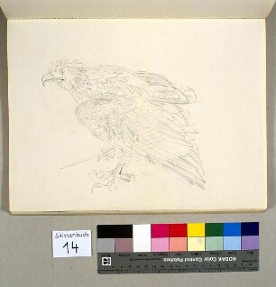 Adler