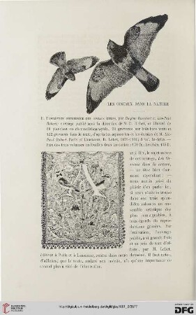 Les oiseaux dans la nature