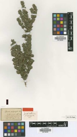 Psoralea polyphylla Eckl. & Zeyh. [type]