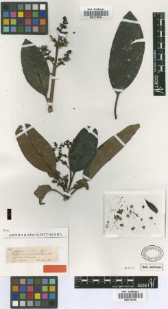 Pagamea coriacea Spruce ex Benth. [isotype]