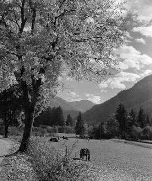 Allgäu. Gebirgsweide
