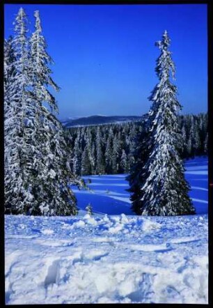 Schauinsland: verschneite Tannen und Wälder, mit Blick zum Feldberg, von der Halde