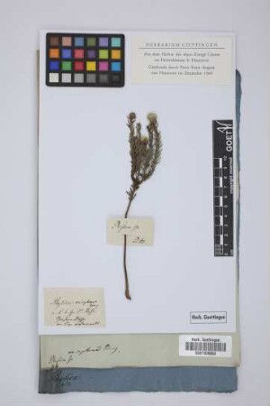 Phylica eriophoros Berg.