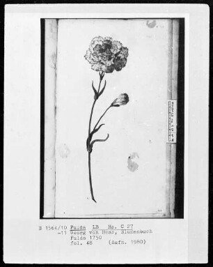 Georg Friedrich Heß, Blumenbuch — Eine Nelke, Folio 48recto