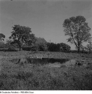 Breege. Teich mit Schwänen und Gebäude im Hintergrund