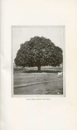 Mango tree ladened with fruit