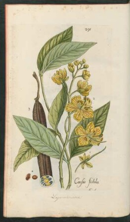 291. Cassia fistula