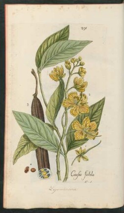 291. Cassia fistula