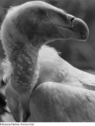 Geier im Profil