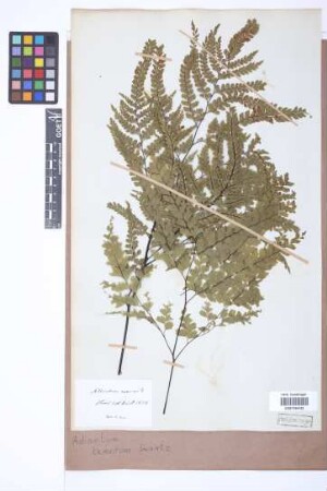 Adiantum tenerum Sw.