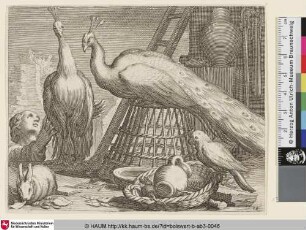 [Zwei Pfauen, ein Kaninchen und ein Papagei im Vordergrund, eine Frau nach einem Pfau greifend im Hintergrund]