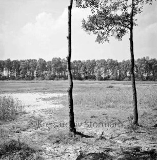 Neuer Teich: Trockenlegung: vorn zwei Bäume: hinten Baumreihen: dazwischen Schilf und Gras