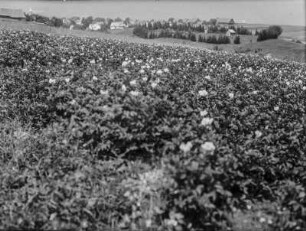 Dorf : Blick über ein Feld auf ein Dorf