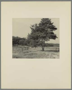 Landschaft mit Laubbäumen