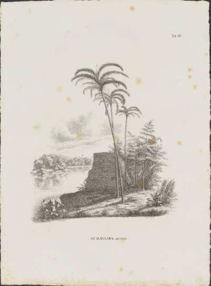 Tab. 66. Guilielma speciosa.