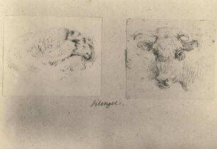 Zwei Tierstudien : Klengel-Album von Kirchbach. Zwei Tierstudien. Bleistiftzeichnung (vor 1824; J. C. Klengel)