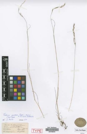 Festuca undata Stapf [syntype]