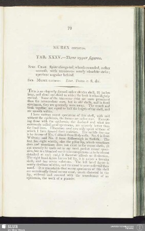 Murex corneus. Tab. XXXV. - Three upper figures