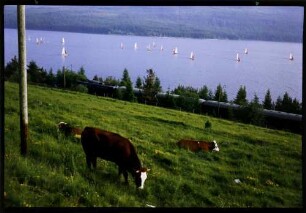Schluchsee: Segelregatta auf dem Schluchsee, von der B 500 aus, mit Zug