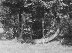 Harfenfichte : Dölitzschtal bei Rochlitz, eine Fichte, bei der aus einem Hauptstamm weitere Stämme abgehen, die das Gesamtbild einer Harfe ergeben.