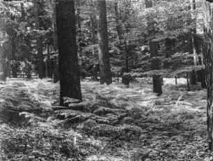 Waldboden : Rochlitzer Berg, Waldboden im Kiefernmischwald mit Farnen.