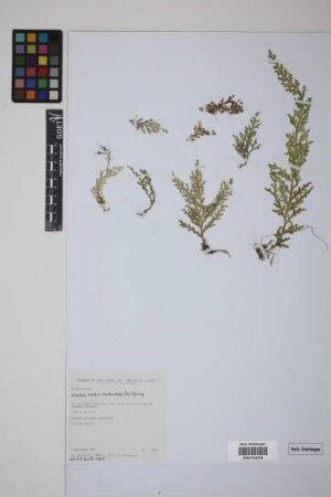 Selaginella novae-hollandiae (Sw.) Spring