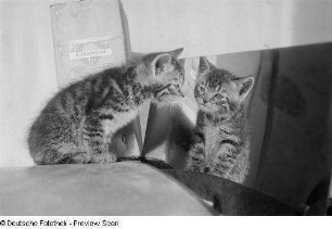 Eine junge Katze, die in einen Spiegel schaut, dahinter eine Packung Agfa Eikonal Entwickler