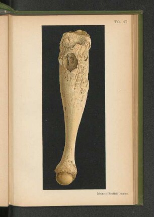 Tab. 47.
