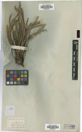 Dryandra brownii Meissn.[isotype]