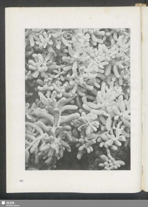 Sedum allantoides