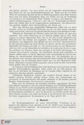 C. Muskeln