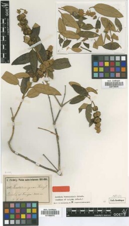 Buddleja ignea Kraenzl. [isotype]