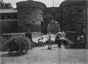 Durchs Stadttor in Büdingen & Am Untertor in Büdingen : Deutschland. Büdingen. Schafherde wird durch das Untertor (im Volksmund Jerusalemer Tor genannt) getrieben