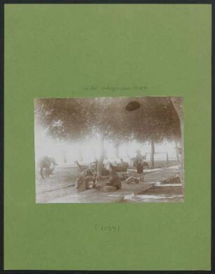 [Llamaherde unter Bäumen] : Fotoliste Max Uhle Nr. 1099