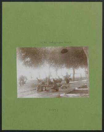 [Llamaherde unter Bäumen] : Fotoliste Max Uhle Nr. 1099