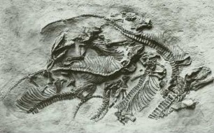 Pantelosaurus saxonicus. Reptilien aus dem Rotliegenden des ehemaligen Carola-Schachtes von Döhlen-Zauckerode. Gipsabguß