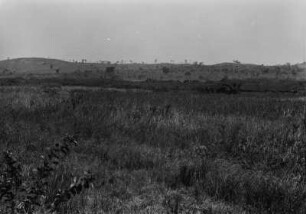 Graslandschaft : Blick in eine Graslandschaft mit Galeriewald und einzelnen Bäumen im Hintergrund.