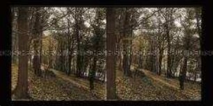 Wanderer im Waldgebiet Burgholz, Elberfeld