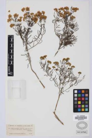 Schizogyne sericea (L.) Sch.Bip.