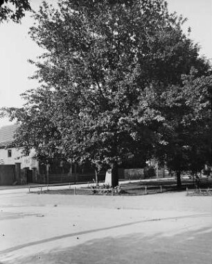 Coswig, Wettinplatz. Anger mit Eiche Wettin-Stein "Zur 800 jähr. Wettin-Jubelfeier 16. Juni 1889"