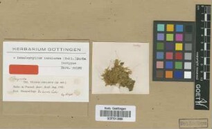 Hypnum insularum Sull. [isotype]