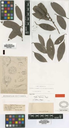 Oxythece leptocarpa Miq. [isotype]